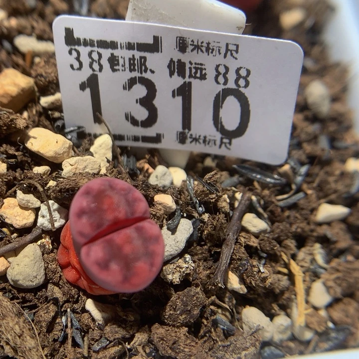 Zzx精品生石花1310