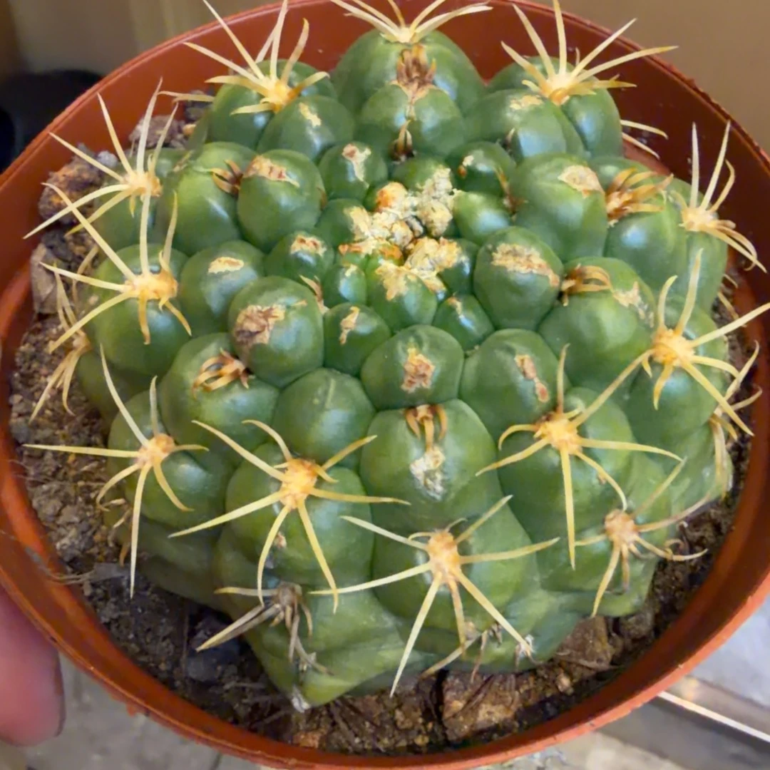 实生异刺海王 品相自观如图