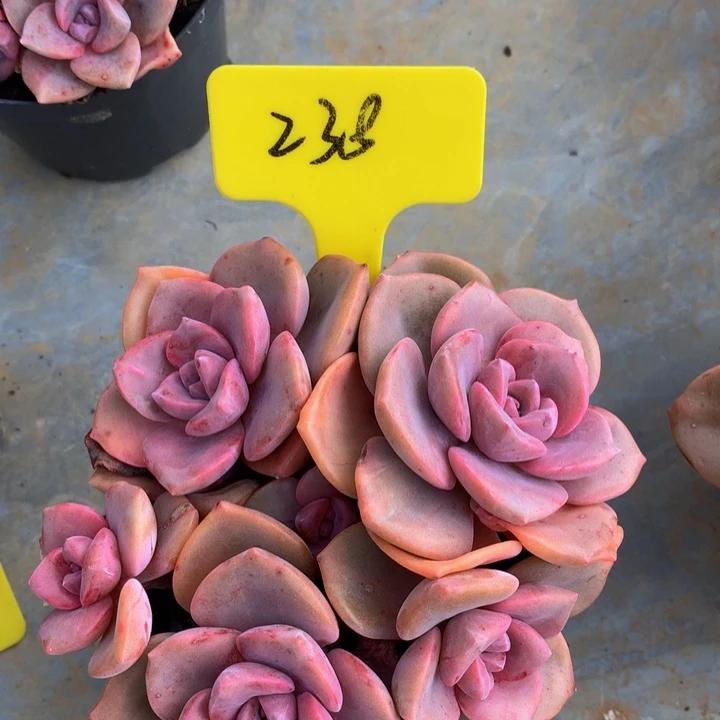 读肉哦自己去737373728