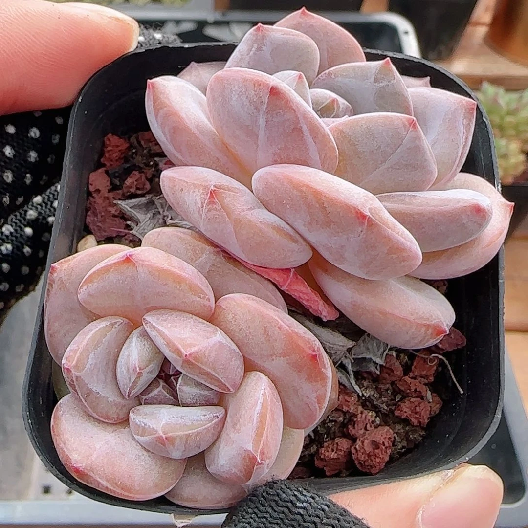 多肉0916-181石榴籽星影双头