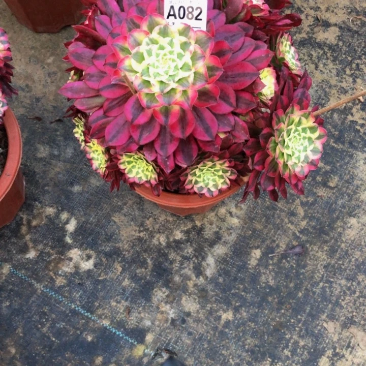 天河082.0000000000