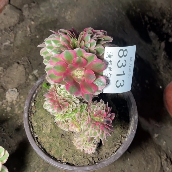 8313倾城的人多肉的