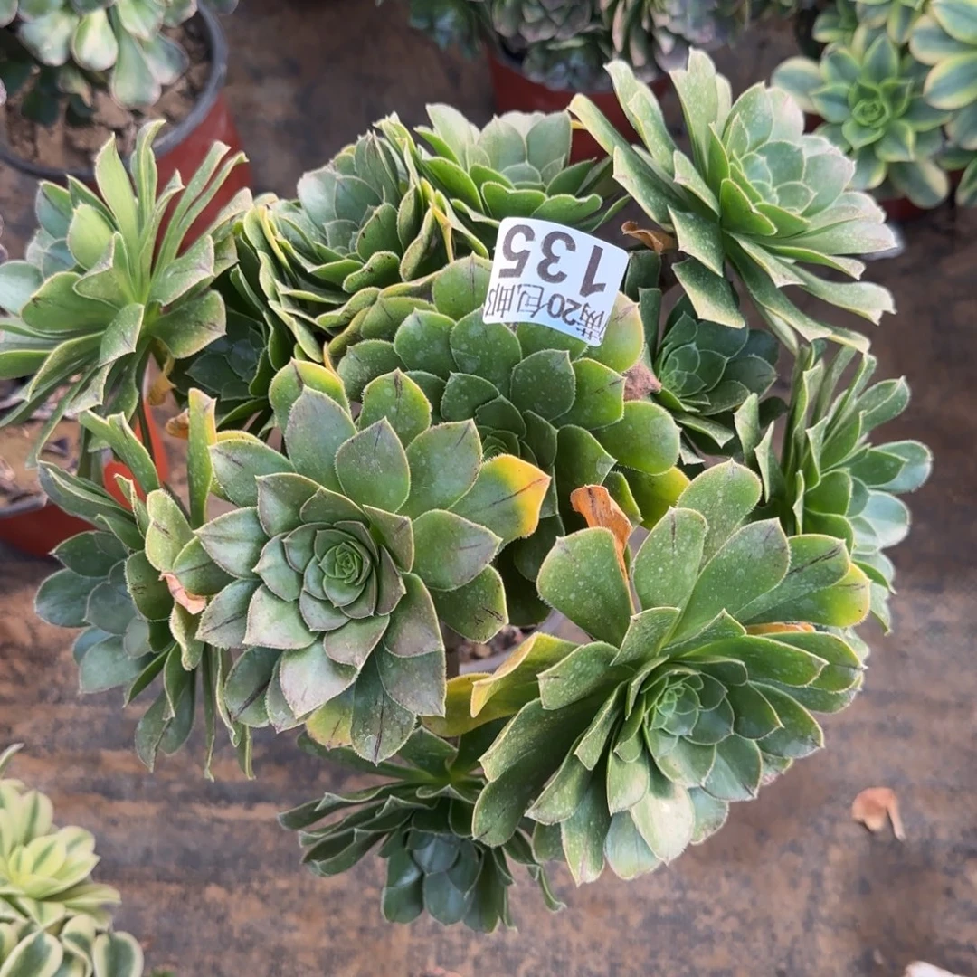 绿法师135满20包邮断枝不包