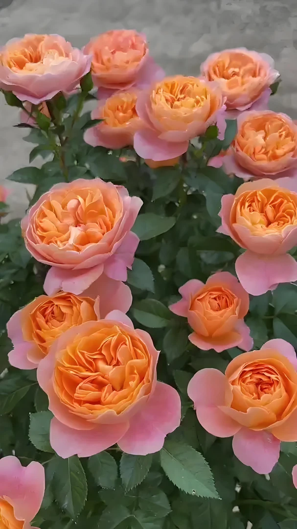 福利苗三款灌木月季任意搭 果汁 女王 羽毛