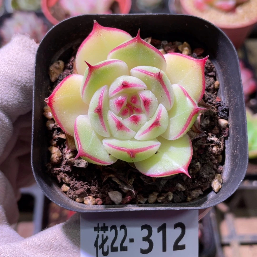 花利美22-312海王