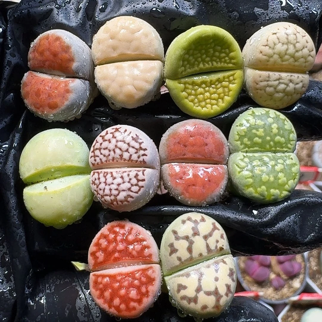 生石花1111111。   208