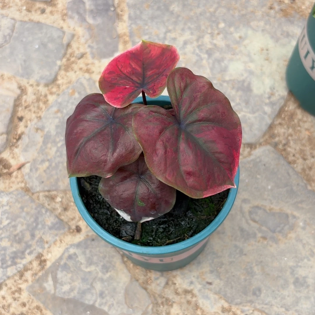 红魔泰国彩叶芋158-0911