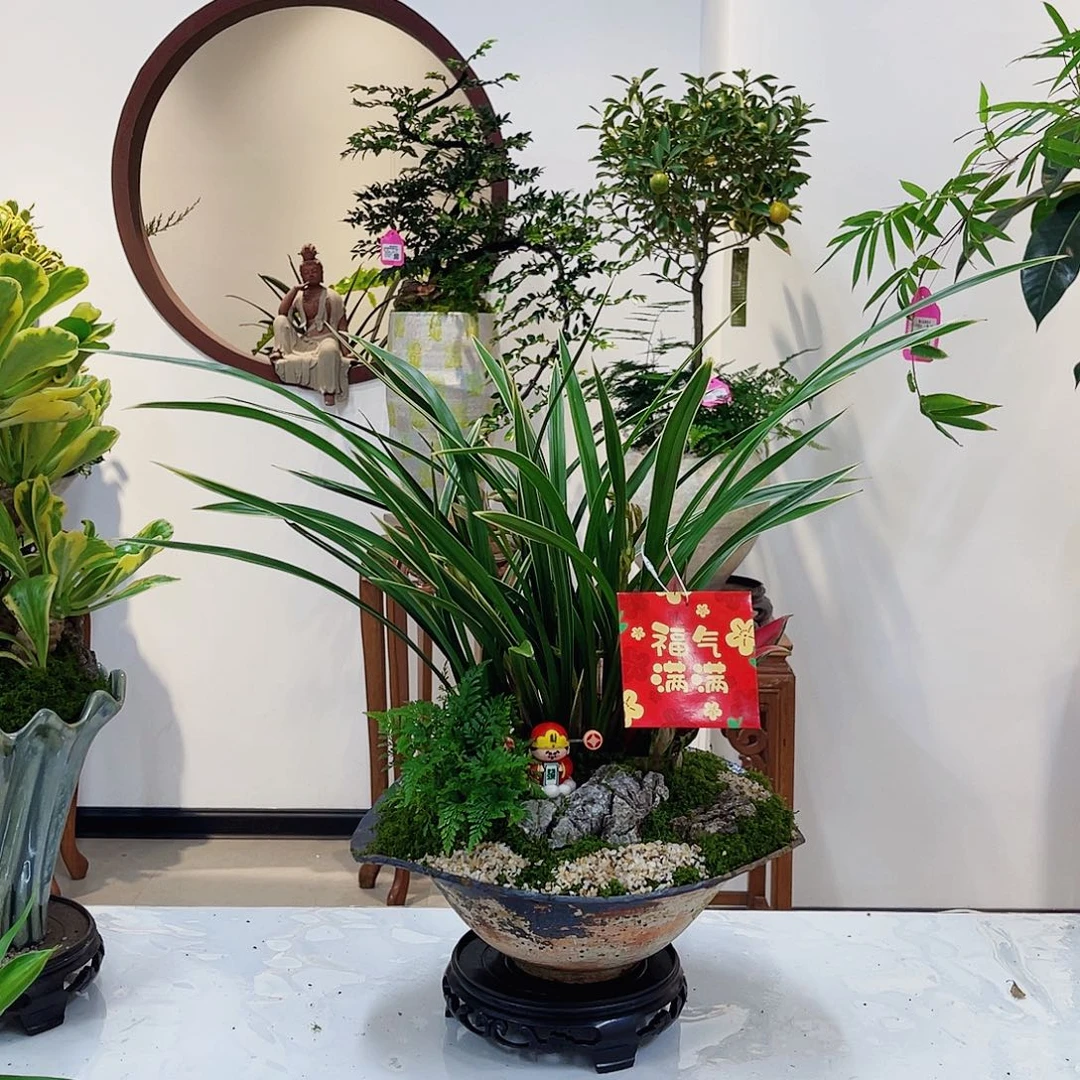 完全开放一物一拍兰花组合