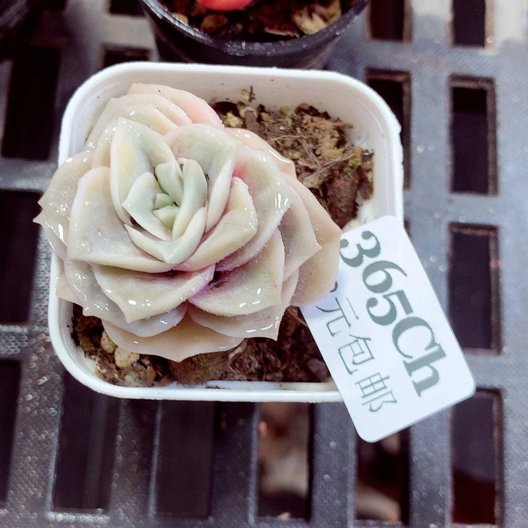 5厘米盆精控多肉365