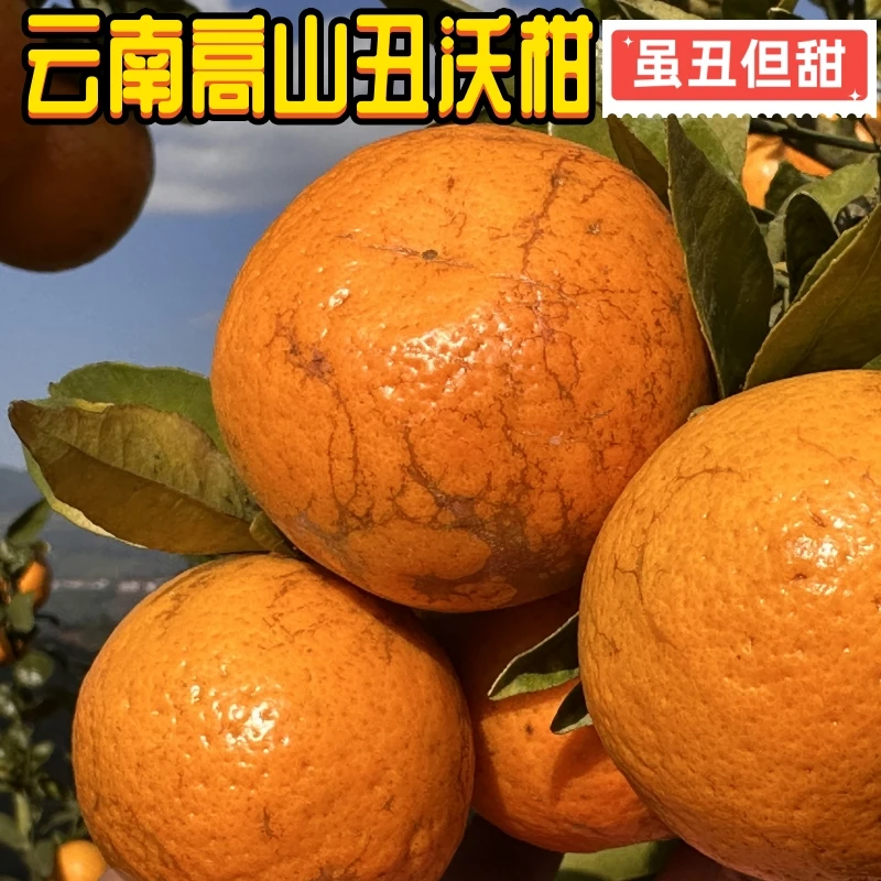 【正宗云南高山丑沃柑】新鲜水果现摘现发鲜甜砂糖柑橘橙4.5斤8斤