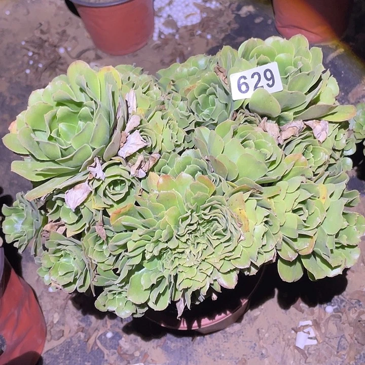 茗*多肉植物断枝不包629绿杨蓉追