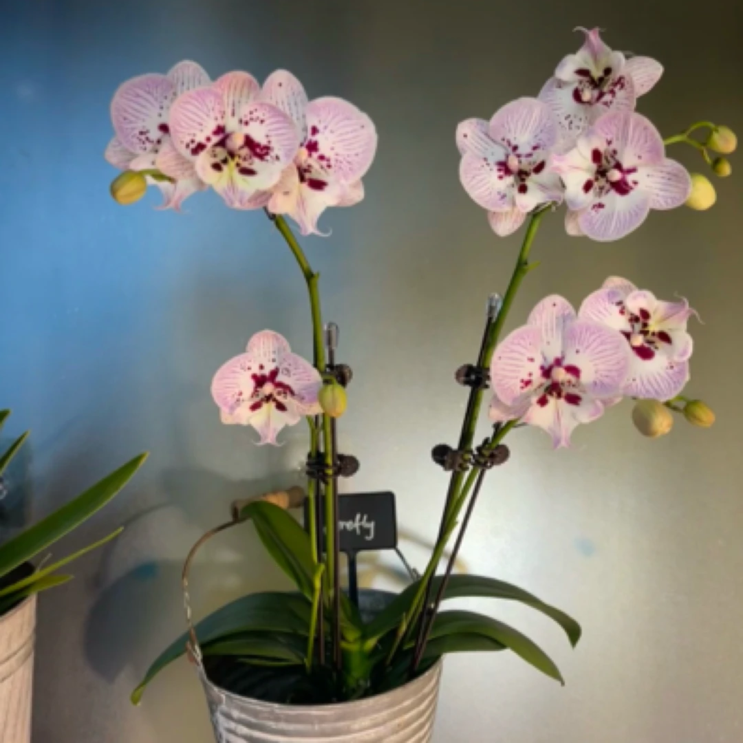 【安祖双剑再见萤火虫蝴蝶兰】带花带花苞