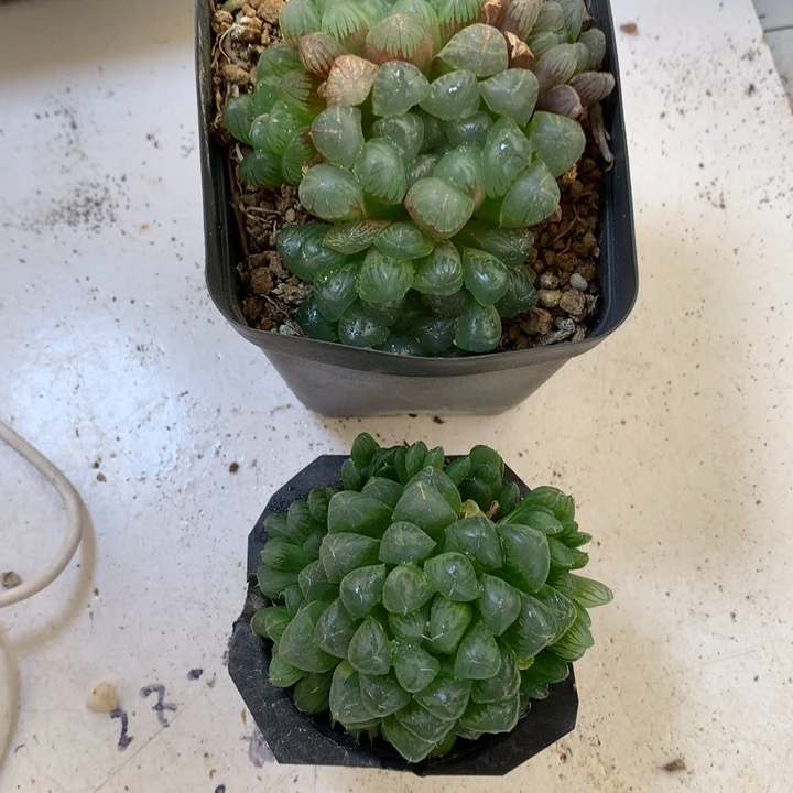 玉露带盆土发货ninming