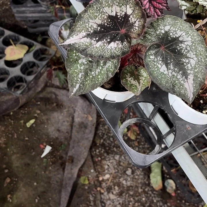 完全开放蓝色多瑙河