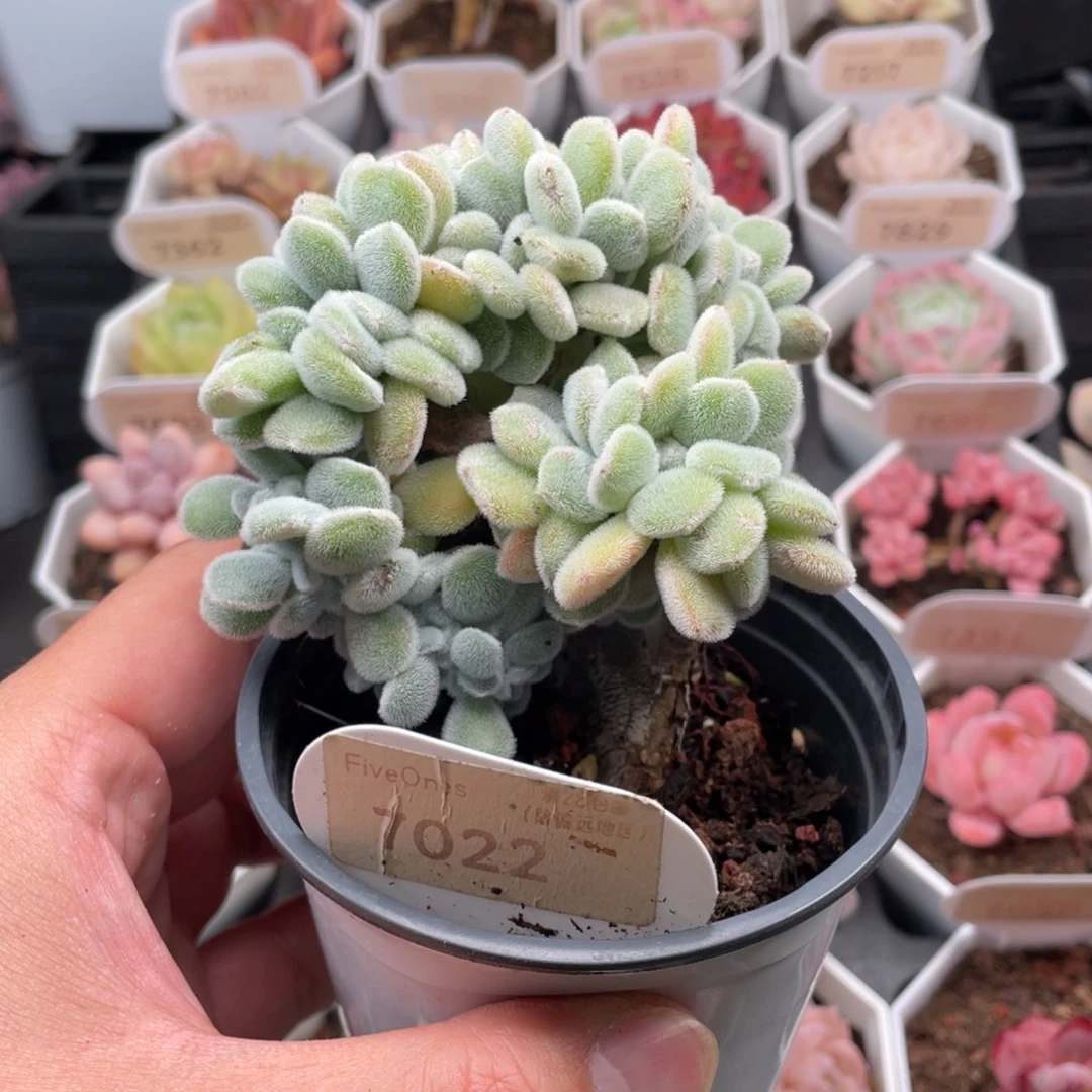 雪晃星7022-9.5厘米