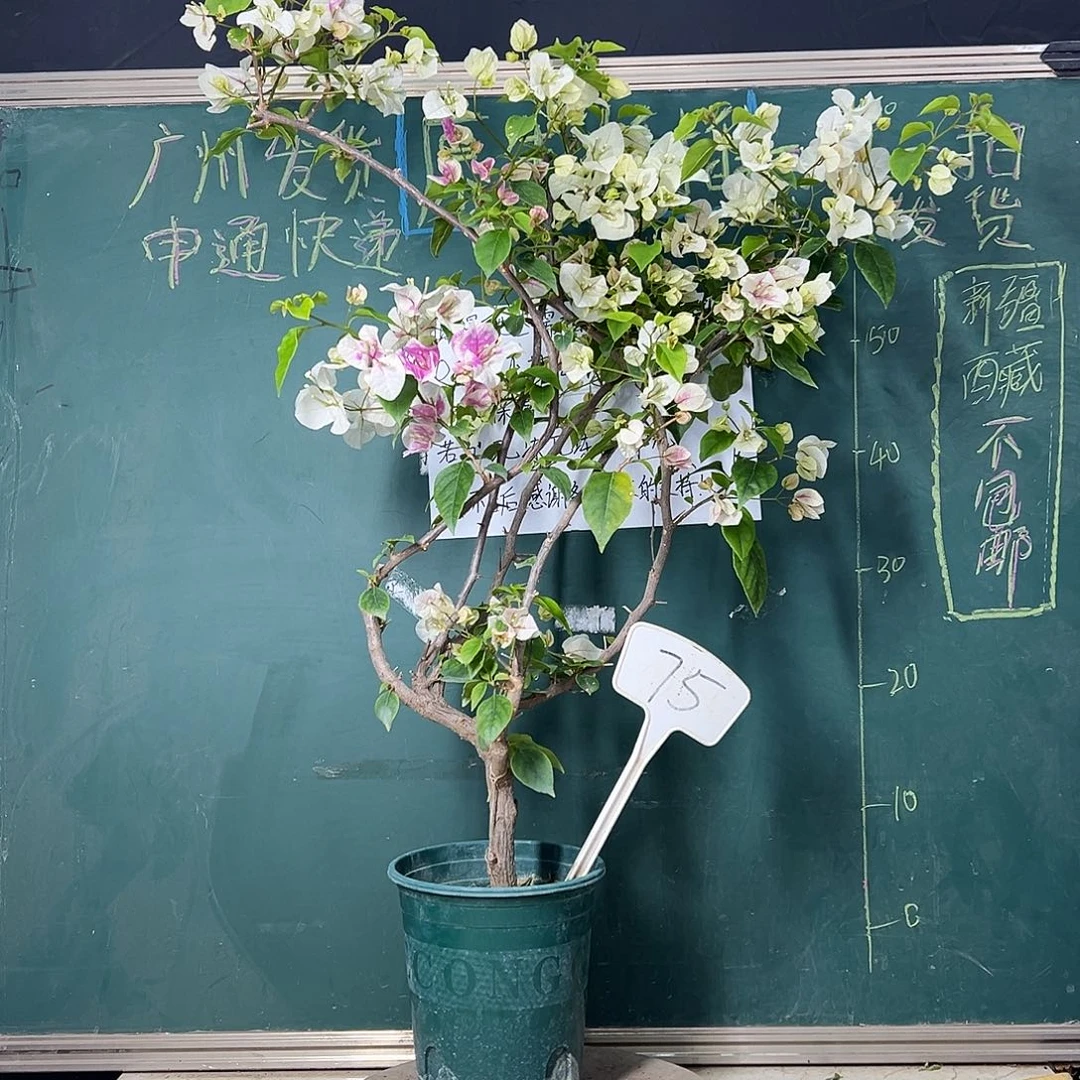 完全开放高 75CM 广红樱 原生小树头 75