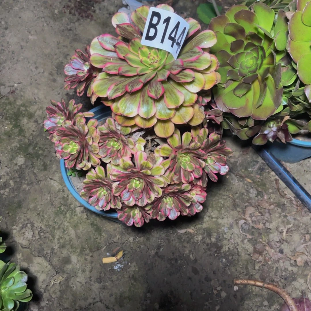 梦境法师28–////50包邮