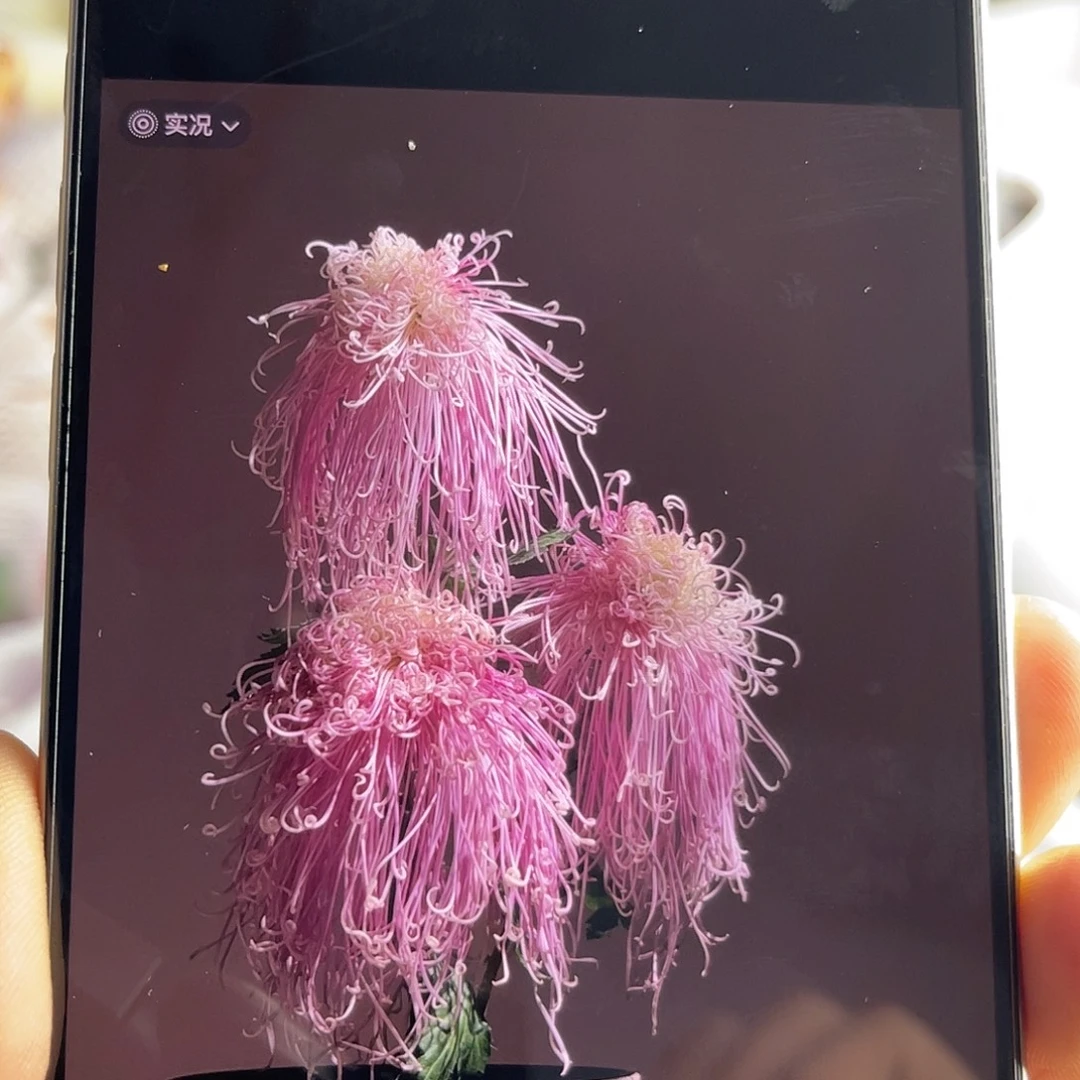 全部花苞稀有大菊（盘龙卓越）1枝