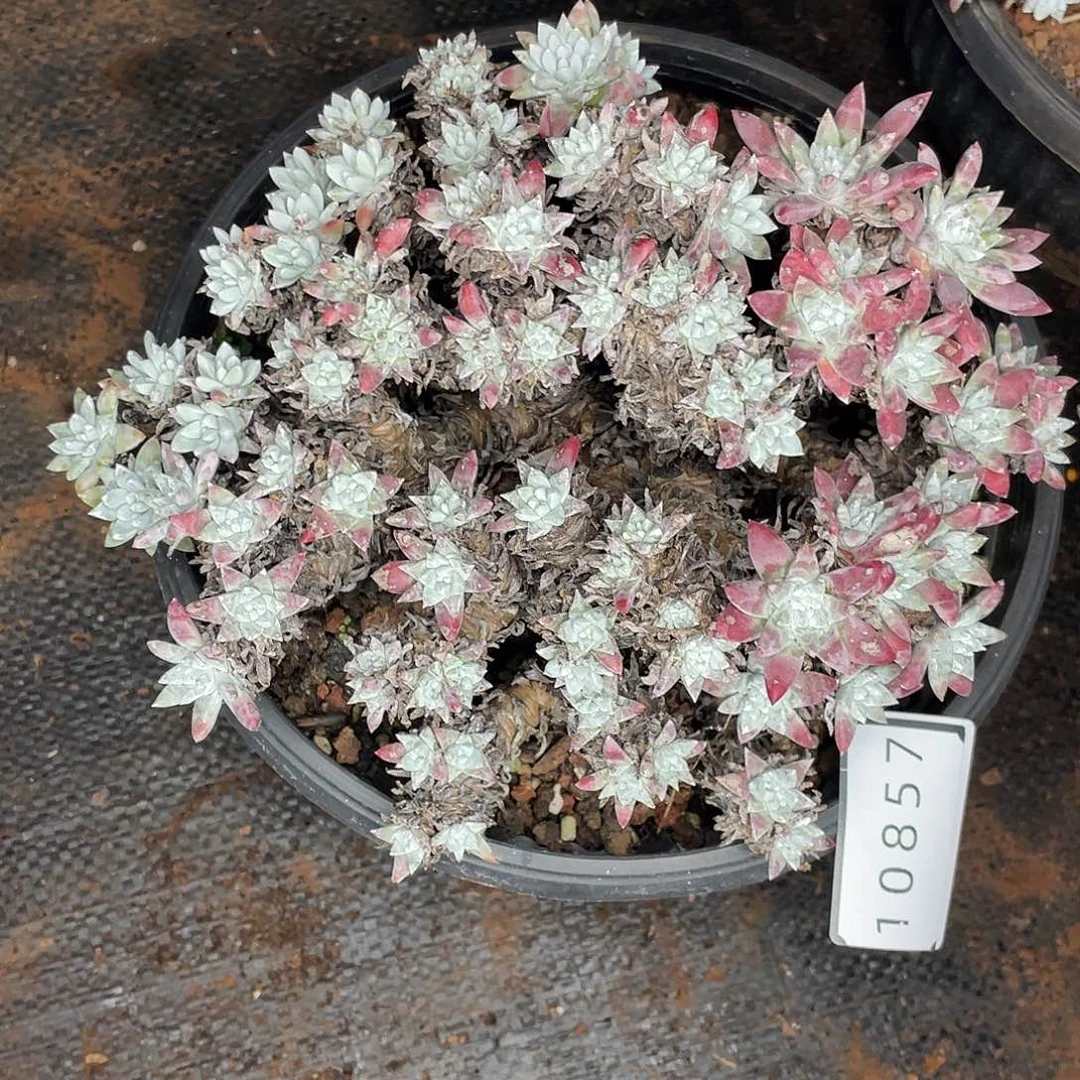 白菊多头老桩群生10857