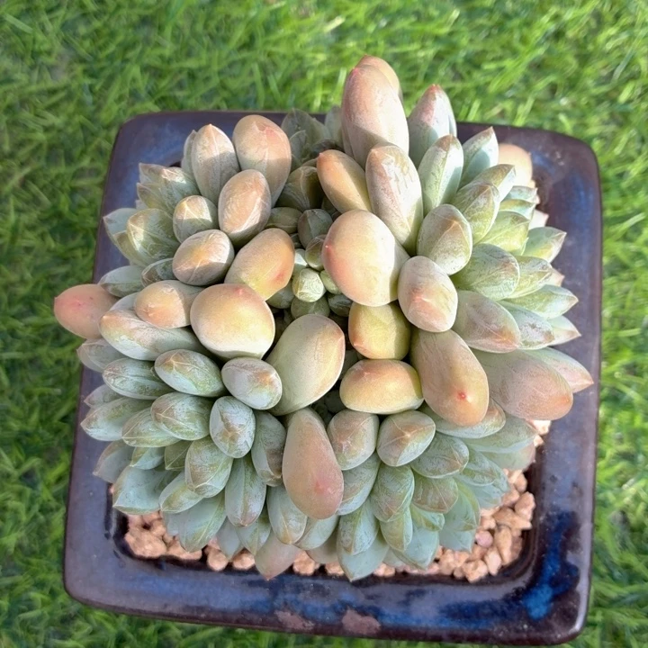 多肉植物 百达翡翠-4