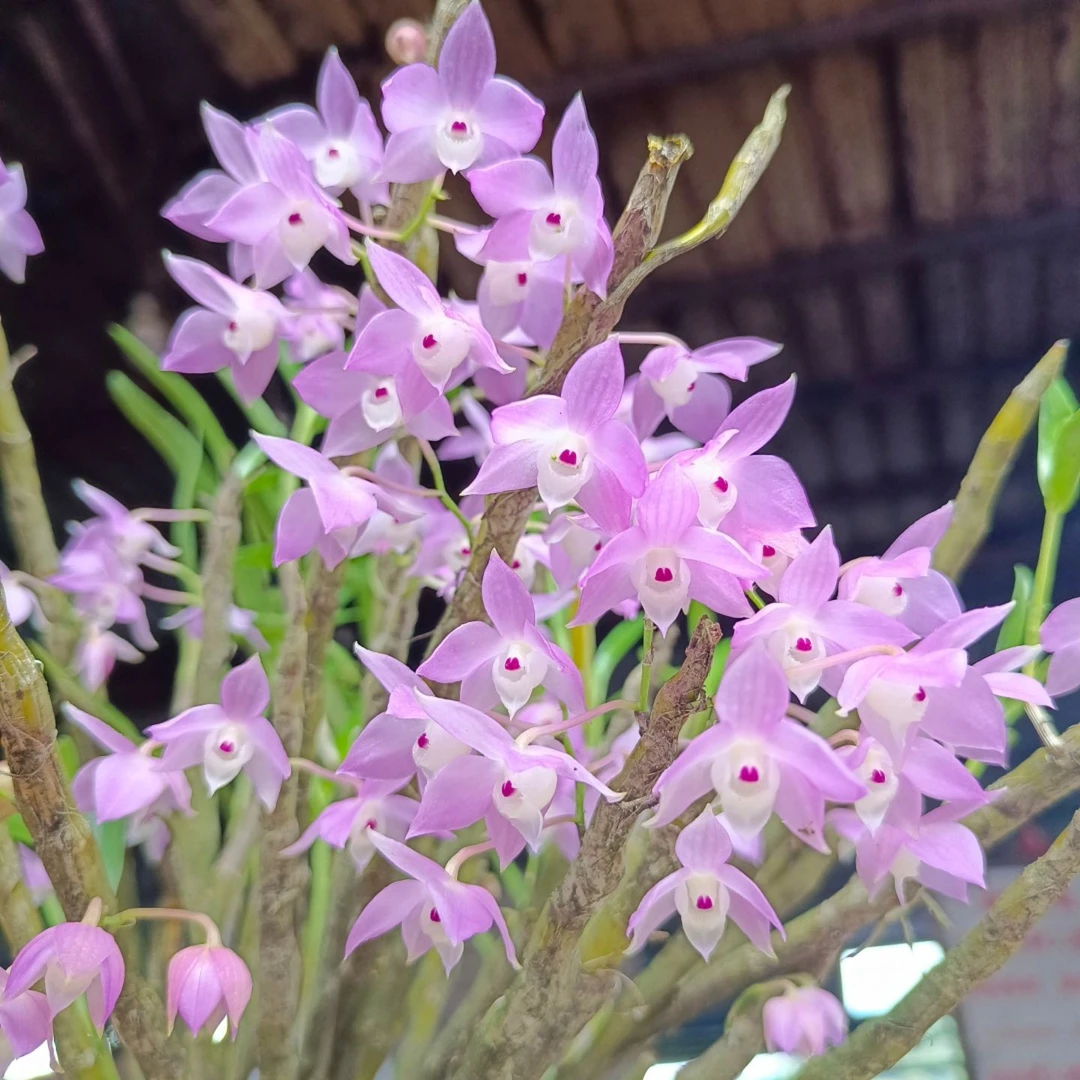 原生石斛兰重唇个体粉花紫心特色兰花