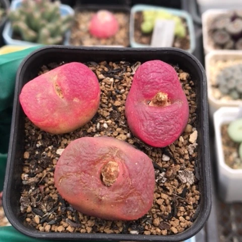 多肉肉锥 水蜜桃