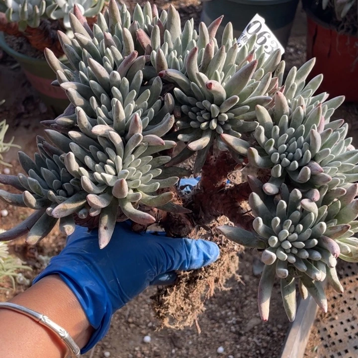 明**水63号雪花多肉植物