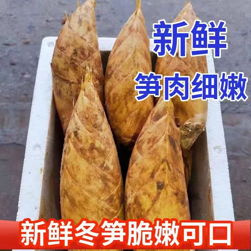 四川新鲜现挖现发冬笋高山嫩冬笋现货下单去老根新鲜蔬菜