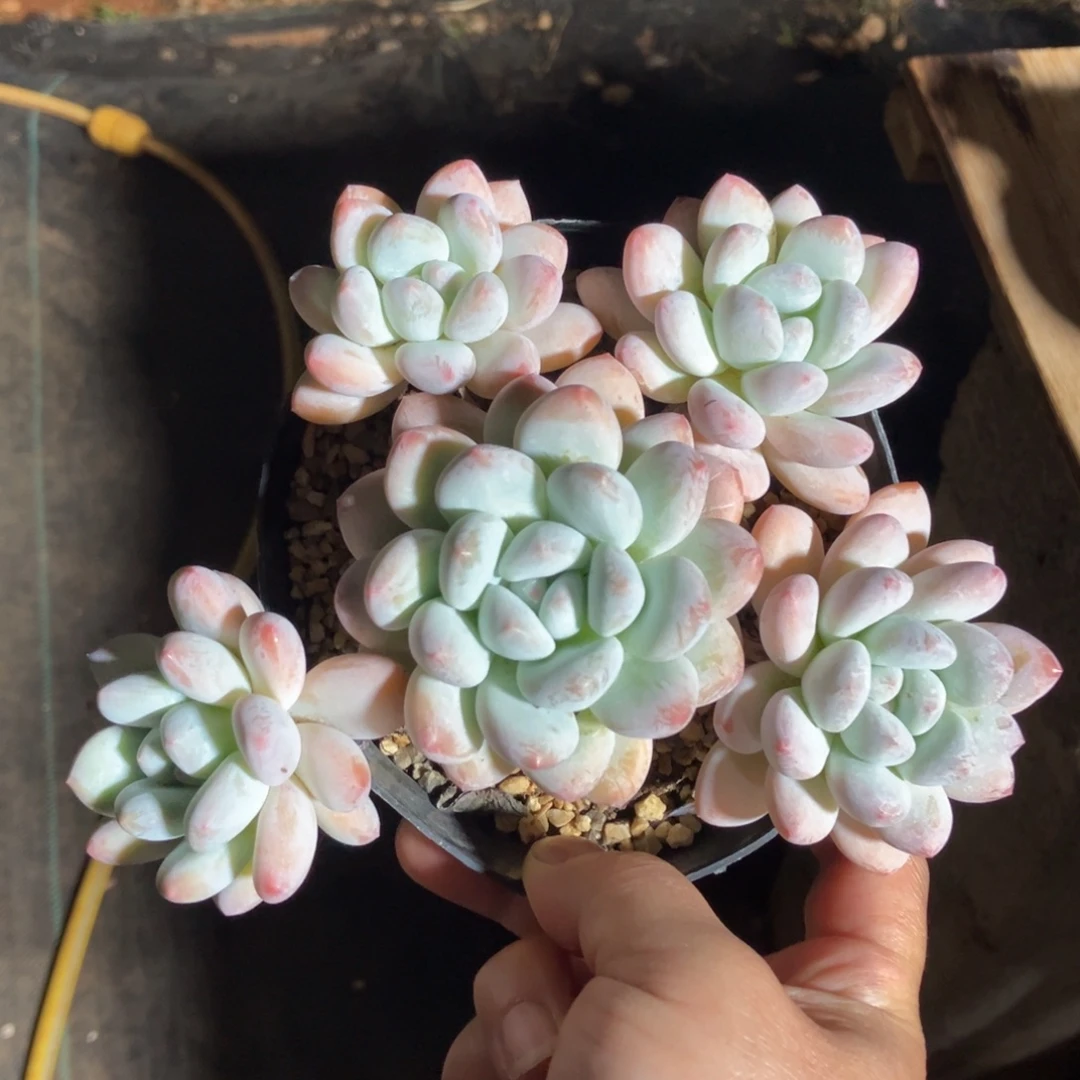 香水 一物一拍不支持退换