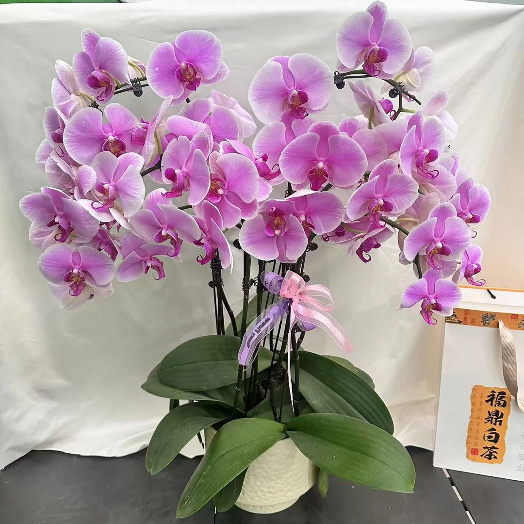 蝴蝶兰【粉糖】粉色系花花 花量巨多 好养耐养