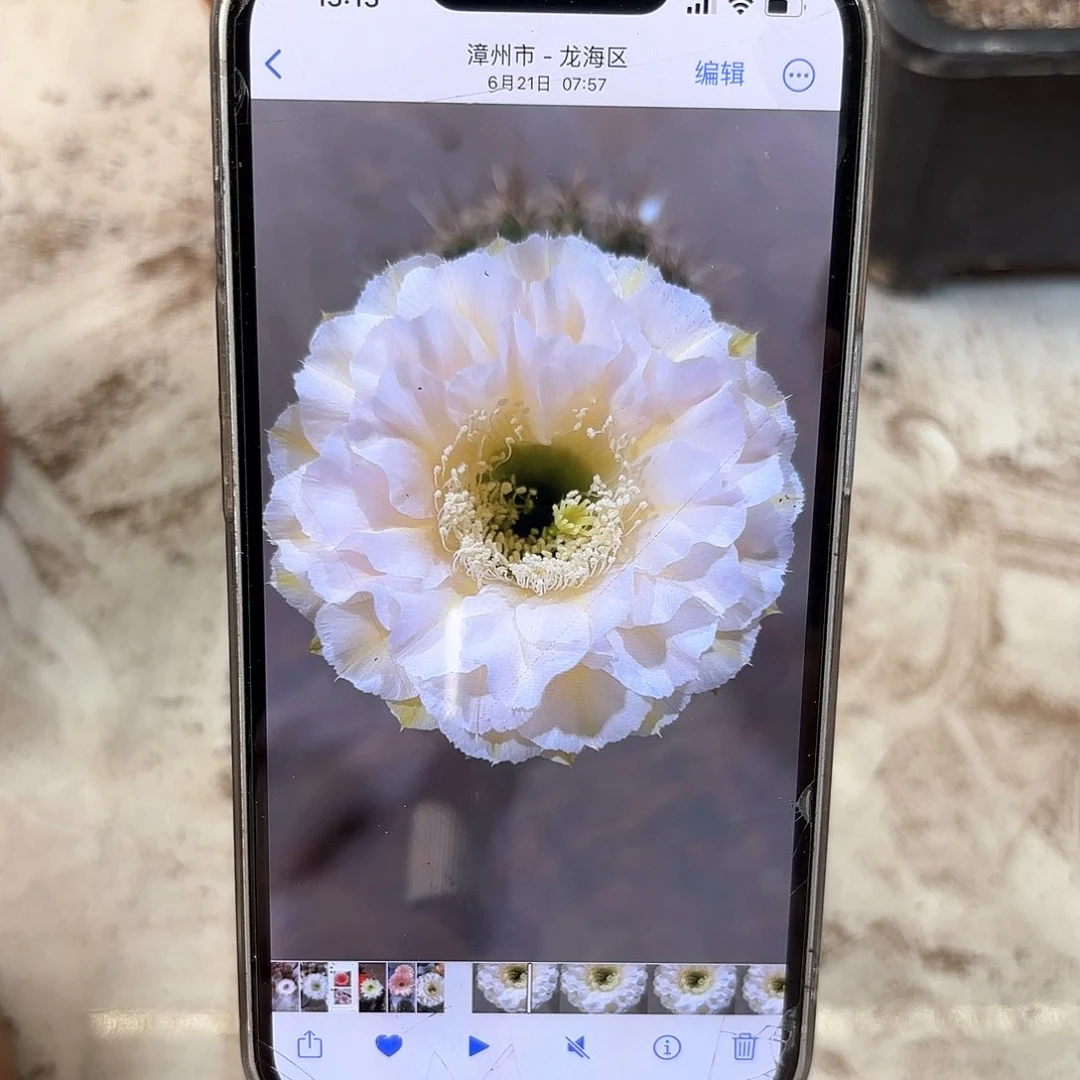 彩草青青蛋糕3公分侧牙有气根