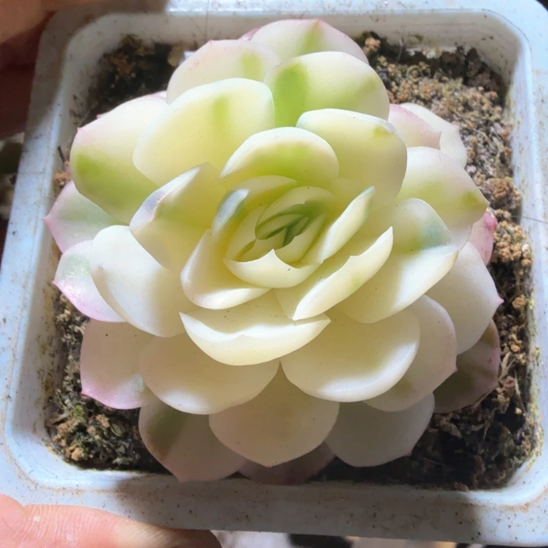 贝瑞  锦上园艺一物一拍