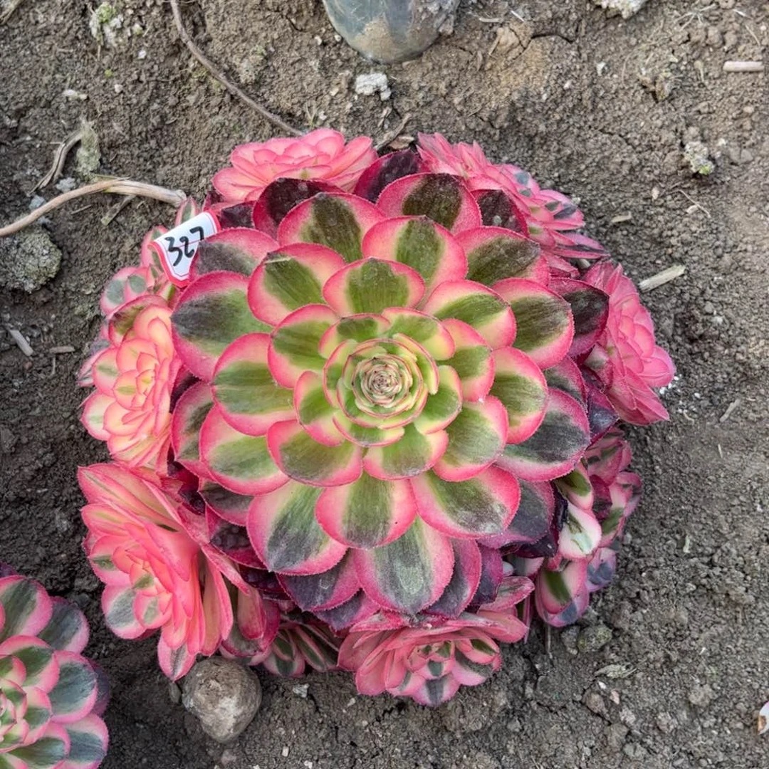 327多肉植物粉荔枝