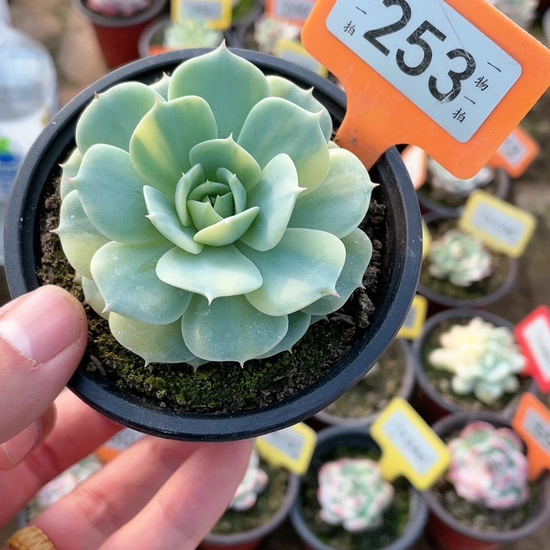 【闪购商品】253号