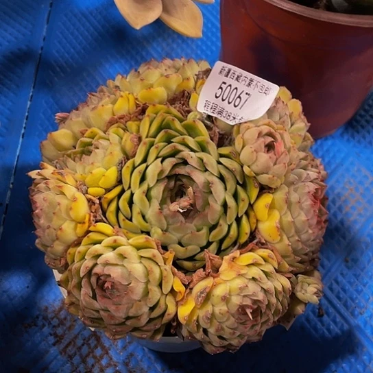 前**事曦雾50067多肉