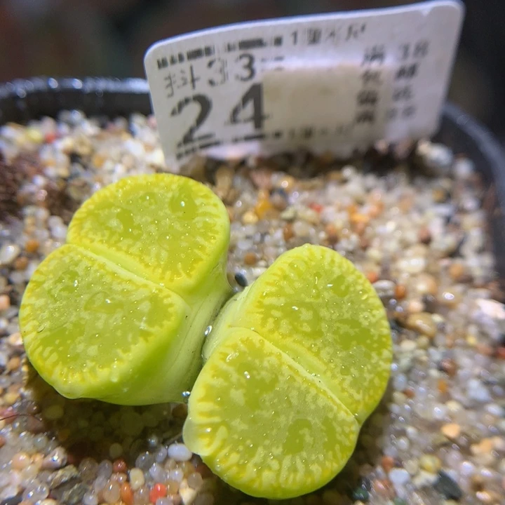 精品生石花33.24