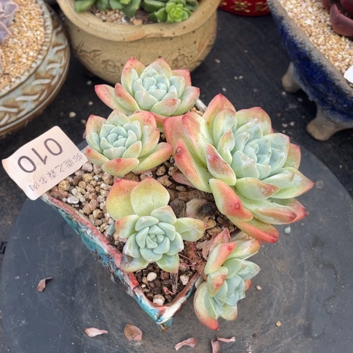 弥鹿之森一物一拍