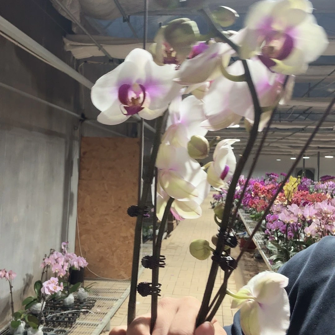 完全开放开口笑双花剑带花苞