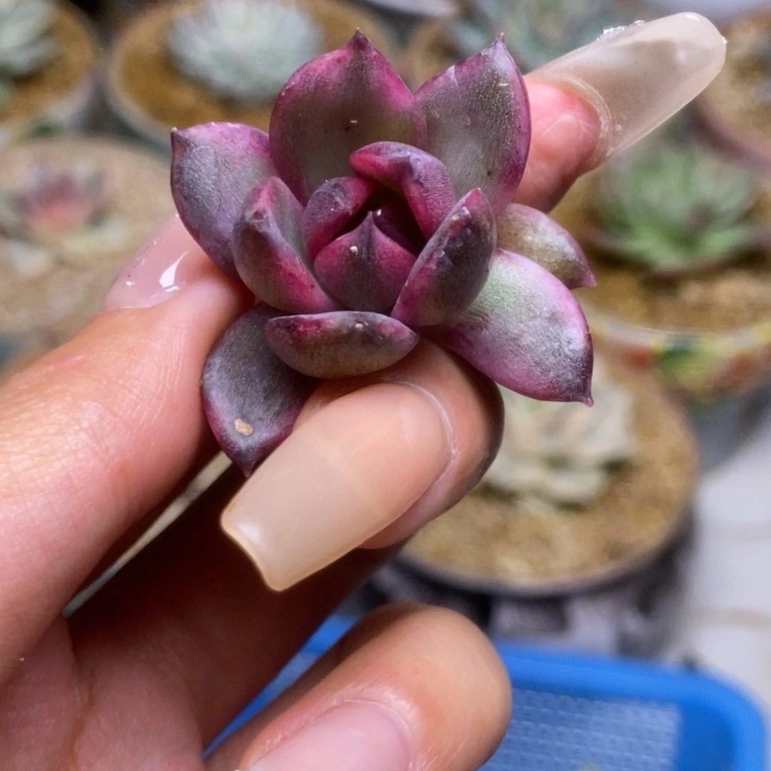 火焰山锦锦锦锦锦锦锦