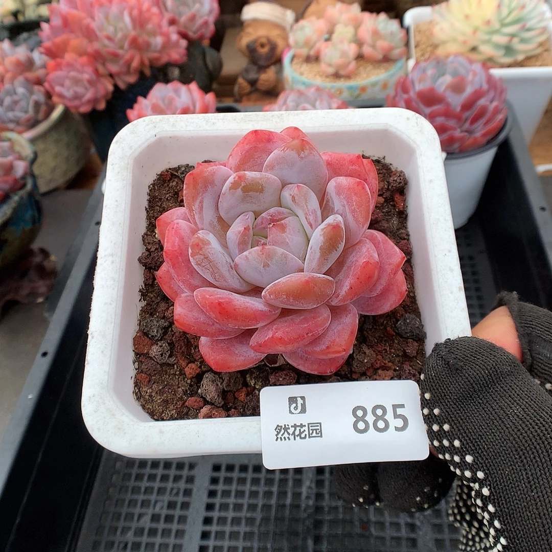 885雪天使多肉植物6666