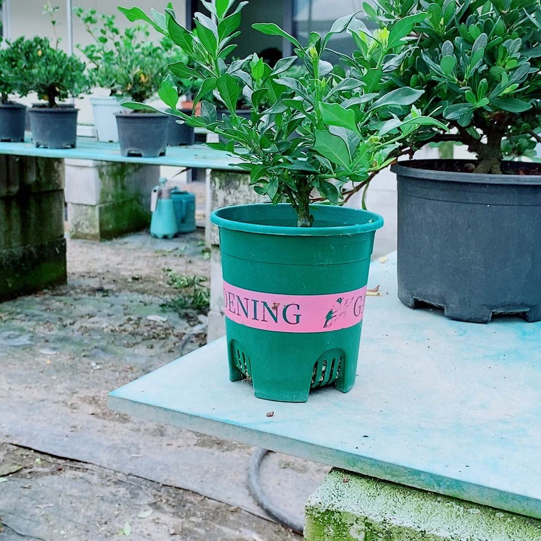 大部分花苞少量开放西*王