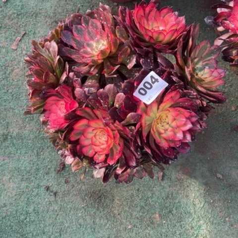 清*004烟花朵朵多肉，