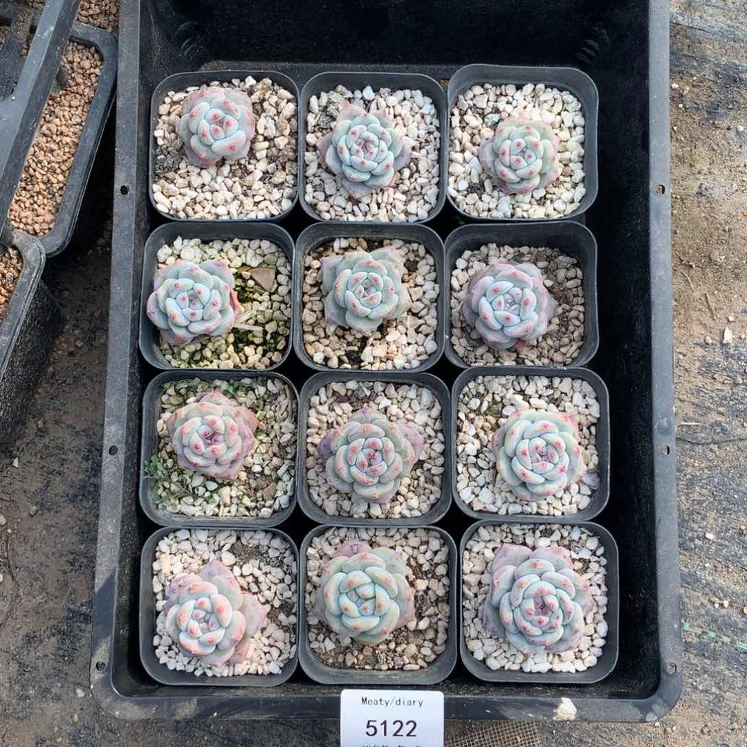 特5122小脸星影3到4厘米12颗一组脱土发