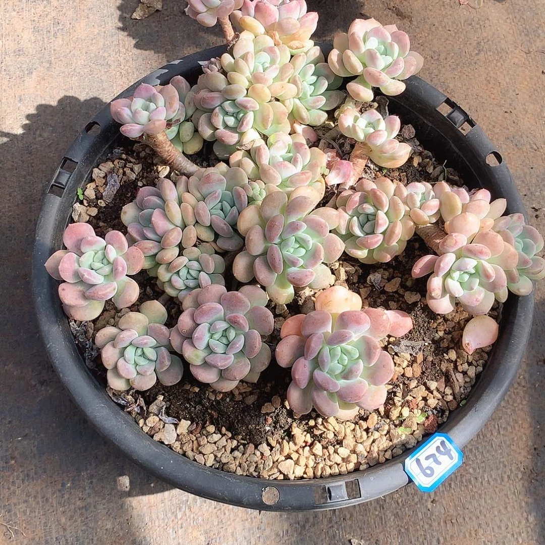 674鹅卵石 一物一拍多肉