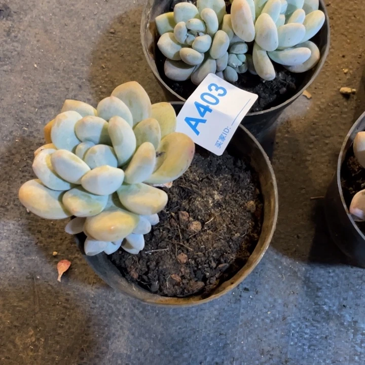 403满20包邮脱土发货
