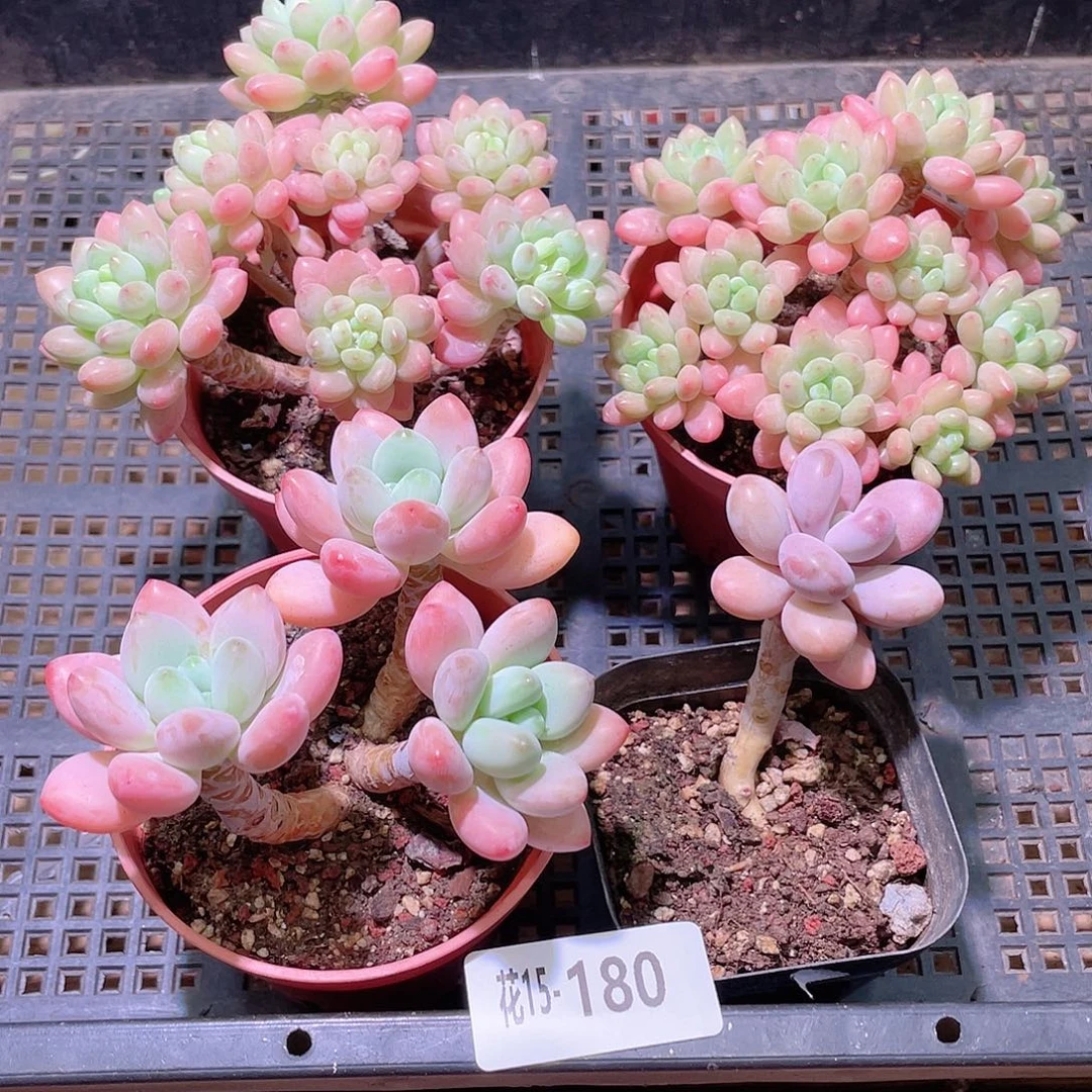 花利美15-180框拍4颗