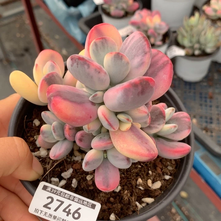 无花朵12746乒乓福娘锦