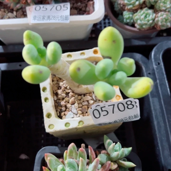 幸运的是我还在等着