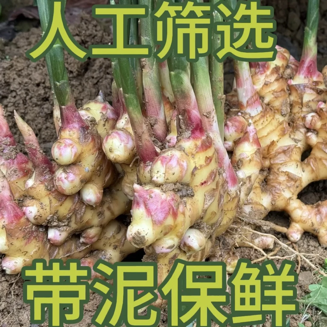 贵州高山小黄姜新鲜现挖生姜红芽嫩姜沙姜土姜月子姜姜丝绵密香辣
