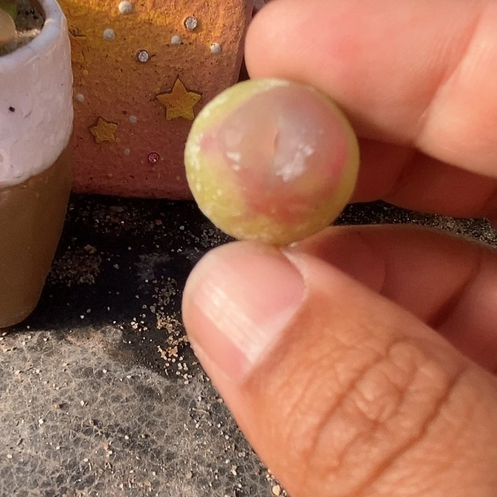 16525大拉登一颗有伤